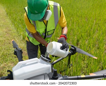 Farmer's Technician Pouring Chemicals To Spray Medicine To Fertilize Rice Farms Using Remote Control To Fly Agricultural Drones. Agricultural Technology Smart Farm Concept.