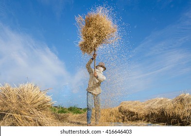 Farmers Threshing Thailand.