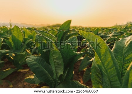 farmer's tobacco field with a beautiful sky at sunrise