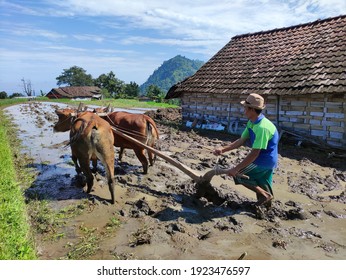 Membajak Images Stock Photos Vectors Shutterstock