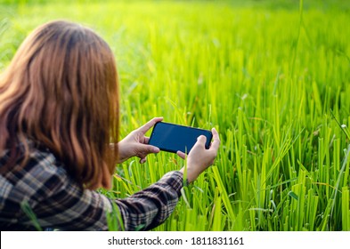 246 Farmer female wheat phone Stock Photos, Images & Photography ...