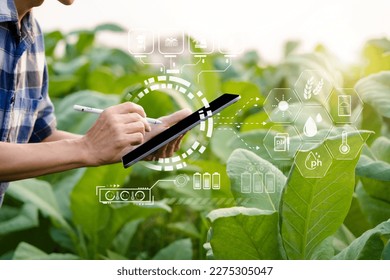 Farmers use the internet's main data network from their tablet to monitor, test and select new cultivation methods, young farmers and tobacco farming.Agriculture business concept