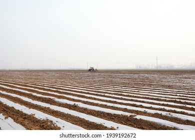 Farmers Use Planters To Plant Peanuts In The Fields.