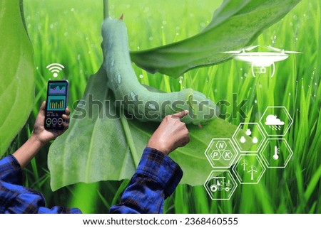 Farmers use technology to monitor pests and eliminate them for better result yields. The farmer's hand points to a large green caterpillar worm eating deliciously from plant leaves. Green tea worm.
