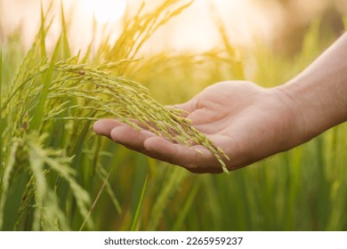 Farmers use their hands to holding on rice ears to check, analyze, plan and take care of the agricultural concept after planting. - Powered by Shutterstock