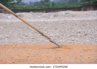 Farmers use wood rakes to drag corn seeds