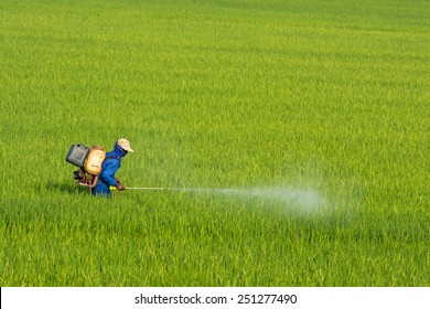 Farmers Are Using Pesticides In Rice.