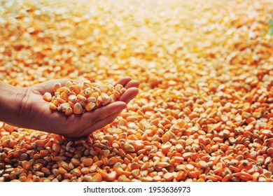 Farmers are using their hands to grasp the corn kernels to inspect Maize