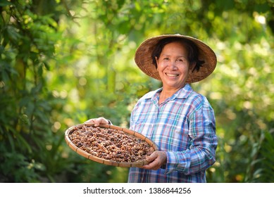 farmers Vietnam are picking coffee beans woman hand is harvesting the coffee beans, Picking coffee bean from coffee tree