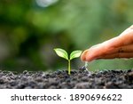 Farmers are watering small plants by hand with the concept of World Environment Day.