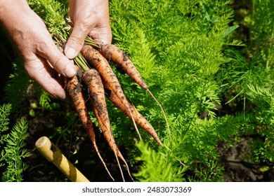 a farmer's woman's hand holds a bunch of carrots picked from a garden bed in her own garden plot in summer. concept of growing organic food. High quality photo - Powered by Shutterstock