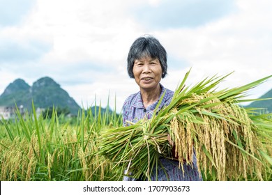 Farmers work in beautiful rice fields