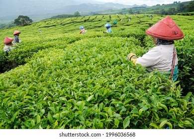 Farmers Working At The PTPN VII Tea Plantation In Gunung Dempo, Pagaralam City, South Sumatra Province, Are Picking Tea Leaves On Monday, November 9, 2020.