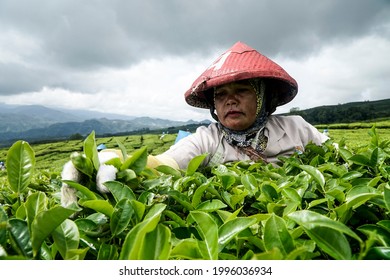 Farmers Working At The PTPN VII Tea Plantation In Gunung Dempo, Pagaralam City, South Sumatra Province, Are Picking Tea Leaves On Monday, November 9, 2020.