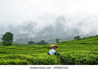 Farmers Working At The PTPN VII Tea Plantation In Gunung Dempo, Pagaralam City, South Sumatra Province, Are Picking Tea Leaves On Monday, November 9, 2020.