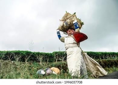 Farmers Working At The PTPN VII Tea Plantation In Gunung Dempo, Pagaralam City, South Sumatra Province, Are Picking Tea Leaves On Monday, November 9, 2020.