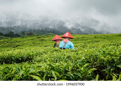 Farmers Working At The PTPN VII Tea Plantation In Gunung Dempo, Pagaralam City, South Sumatra Province, Are Picking Tea Leaves On Monday, November 9, 2020.