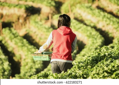 Farmers are working in Strawberry Farms,Strawberry fruits on the branch at the morning light