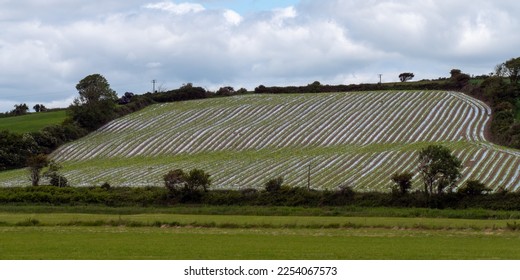 A farmfield on a hillside covered with agrofilm. Agricultural landscape.