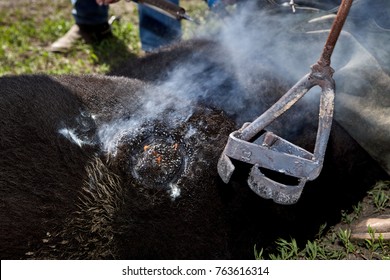 Farmhands Branding A Young Steer Using A Heated Branding Iron To Burn A Mark Into The Hide For Identification