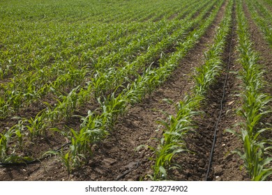 farming