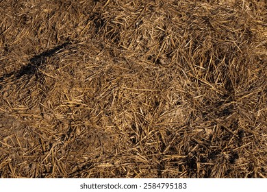 Farming activity shows a thick layer of mixed straw and manure, indicating land preparation for crop growth under clear skies.