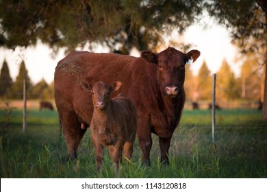 Farming Angus Cattle Runch