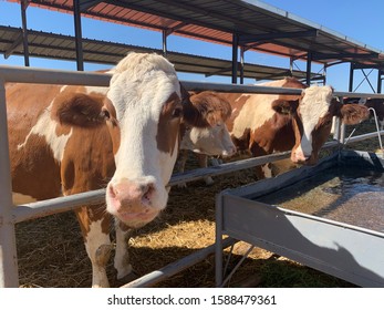 Farming Animals Cow Drinking Water In Moroccan Farm