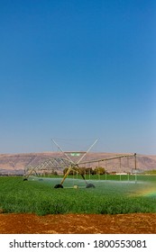 Farming Corn In South Africa