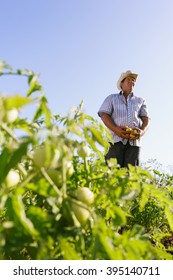 Farming And Cultivations In Latin America. Middle Aged Hispanic Farmer Standing Proud In Tomato Field, Holding Some Vegetables In His Hands. Copy Space In The Sky.