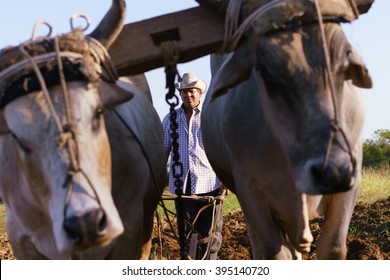 Farming And Cultivations In Latin America. Middle Aged Hispanic Farmer Manually Ploughing The Soil With Ox At The Beginning Of The Growing Season.