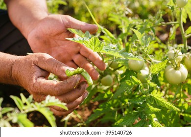 Farming And Cultivations In Latin America. Middle Aged Hispanic Farmer In A Tomato Field, Showing A Bug That Affects The Plant To The Camera. Closeup Of Hands