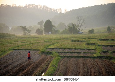 farming during sunset - Shutterstock ID 389708464
