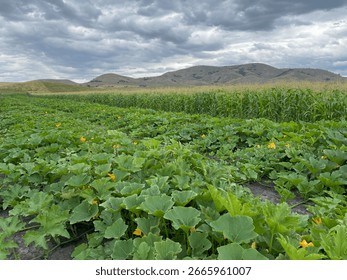 Farming fields of vegetables growing. Corn fields, squash fields, pumpkin fields, irrigation going. And beautiful farm skies. 