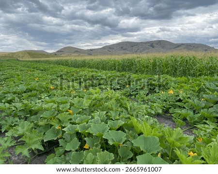 Farming fields of vegetables growing. Corn fields, squash fields, pumpkin fields, irrigation going. And beautiful farm skies. 