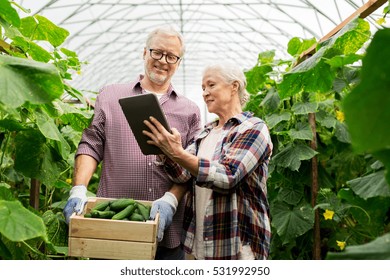 farming, gardening, agriculture, harvesting and people concept -happy senior couple with box of cucumbers and tablet pc computer at farm greenhouse - Powered by Shutterstock