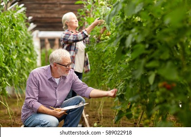 farming, gardening, agriculture, harvesting and people concept - senior couple with clipboard growing tomatoes at farm greenhouse - Powered by Shutterstock