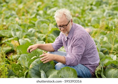 farming, gardening, agriculture, harvesting and people concept - happy senior man growing white cabbage at farm - Powered by Shutterstock