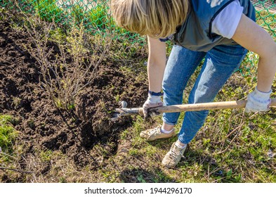 Farming, gardening, agriculture and people concept - an unrecognizable young woman with a shovel digs the ground around a blackcurrant bush on a farm on a sunny day. - Powered by Shutterstock