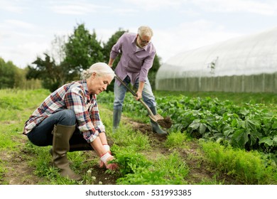 farming, gardening, agriculture and people concept - happy senior couple working in garden at summer farm
