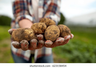 Farming, Gardening, Agriculture And People Concept - Farmer Holding Potatoes At Farm