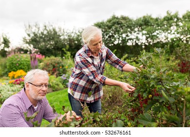 Farming Gardening Old Age People Concept Stock Photo 532676161 ...