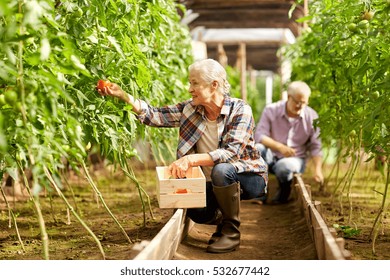 farming, gardening, old age and people concept - senior woman and man harvesting crop of tomatoes at greenhouse on farm - Powered by Shutterstock