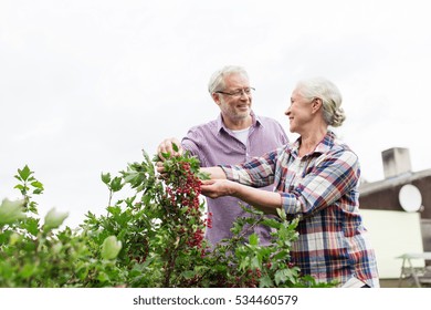 Farming, Gardening, Old Age And People Concept - Happy Senior Couple Harvesting Red Currant At Summer Garden