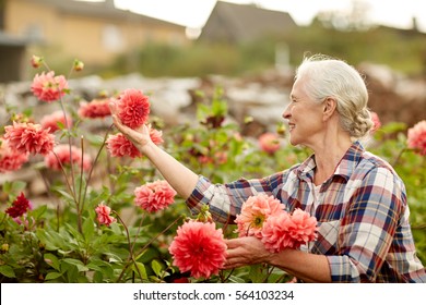 Farming, Gardening And People Concept - Happy Senior Woman With Flowers Blooming At Summer Garden