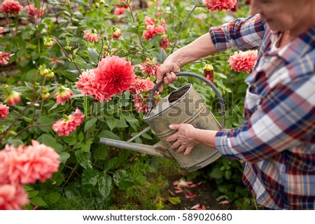 Foto Bild Pinke Dahlienblüte