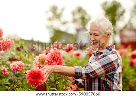 Similar – Foto Bild Pinke Dahlienblüte