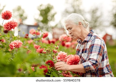 farming, gardening and people concept - senior woman with flowers blooming at summer garden