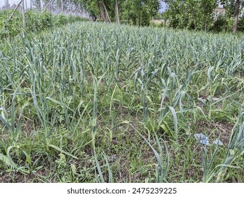 Farming of garlic bread  the field