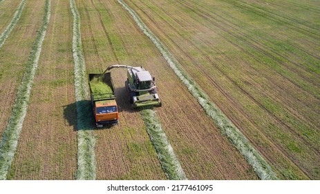 Farming. Harvesting Green Feed For Cattle. The Combine Harvester Picks Up, Grinds The Mowed Ones And Dumps The Crushed Mass Into The Truck. Shooting From A Drone.